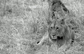 Lions du Tarangire