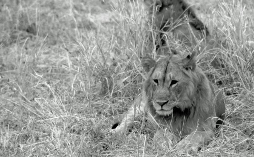 Lions du Tarangire