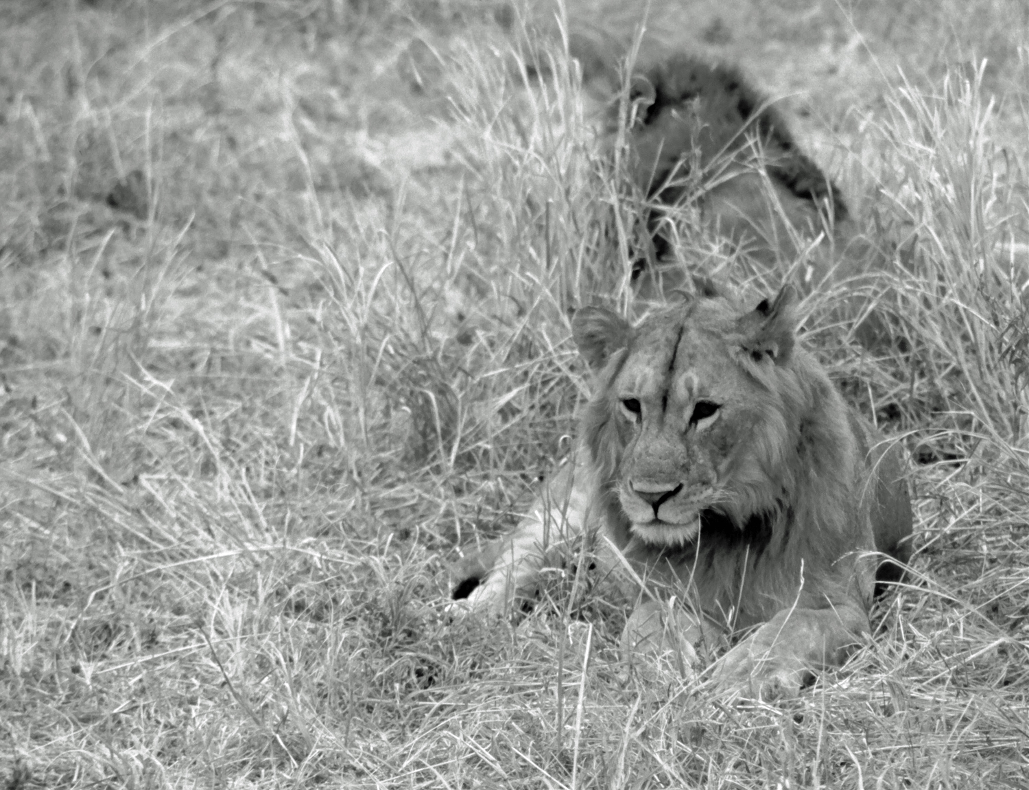 Lions du Tarangire