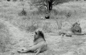 Les 4 frères lions