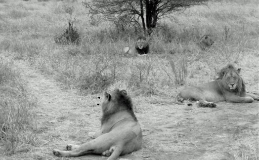 Les 4 frères lions