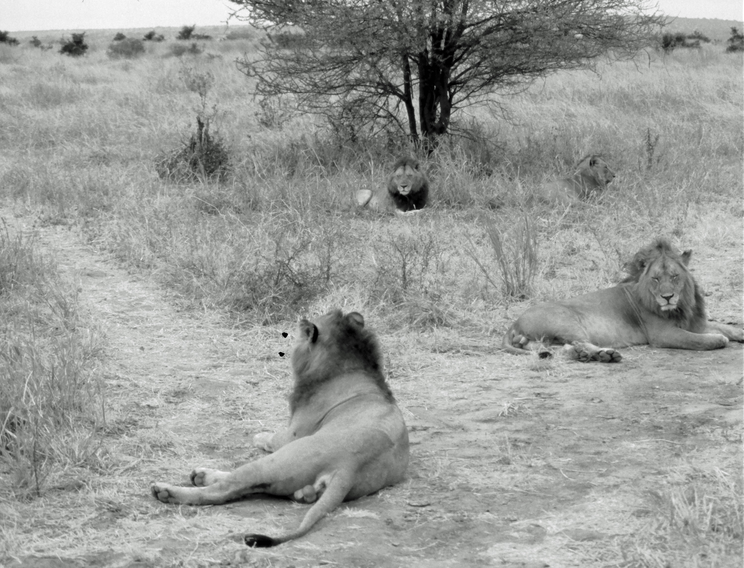 Les 4 frères lions