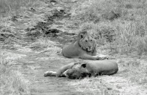 Lions Tarangire