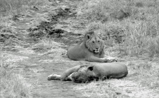 Lions Tarangire