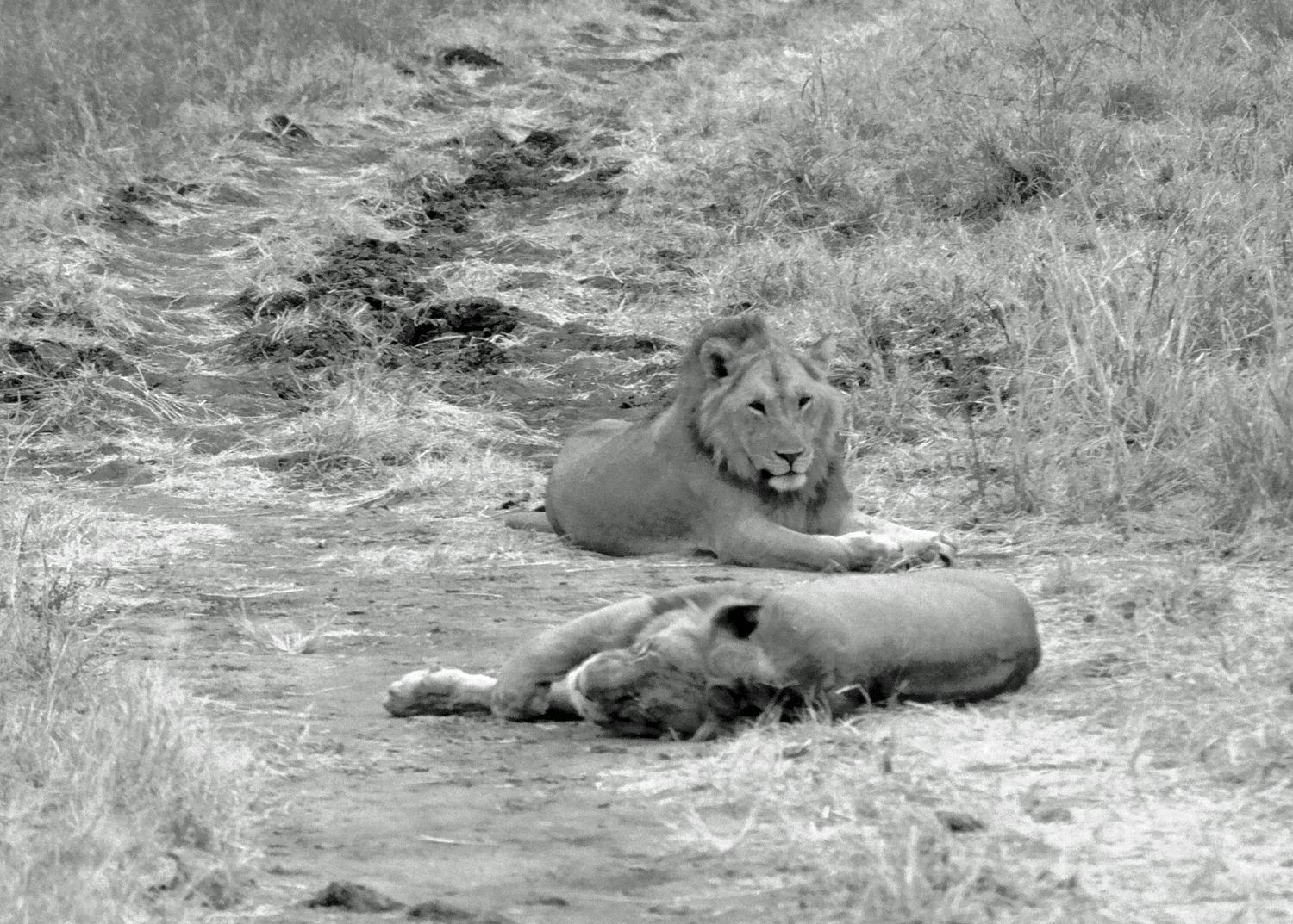 Lions Tarangire