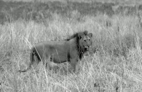 Lions Tarangire