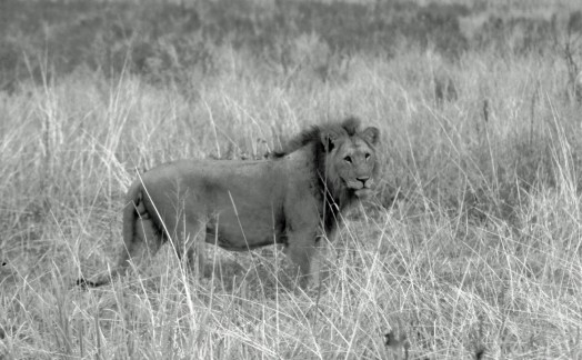 Lions Tarangire