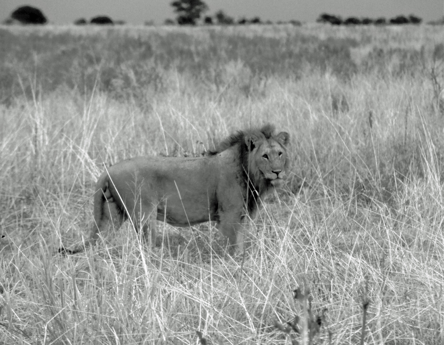 Lions Tarangire