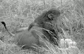 Lions Tarangire