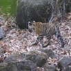 Gaurs et tigres en sursis dans la jungle