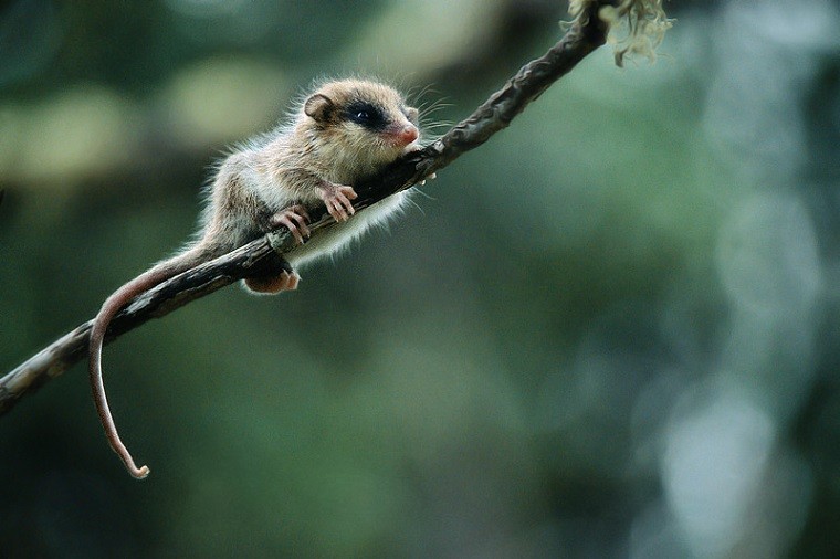 opossum austral